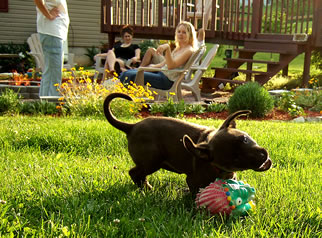 Family and puppy enjoying a grassy lawn